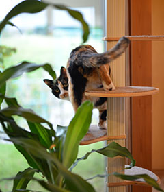 ありがとにゃん